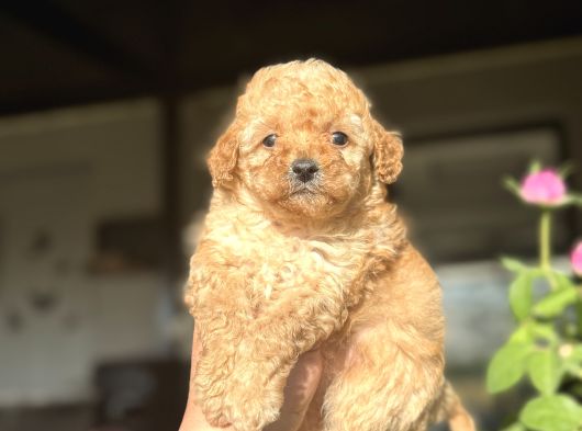 Sevimli Toy Poodle Kızımız Aşılı A Kalite görsel