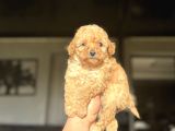 Sevimli Toy poodle kızımız aşılı A kalite