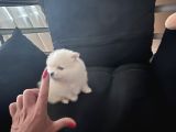 Pomerani̇an Boo Bi̇blolar