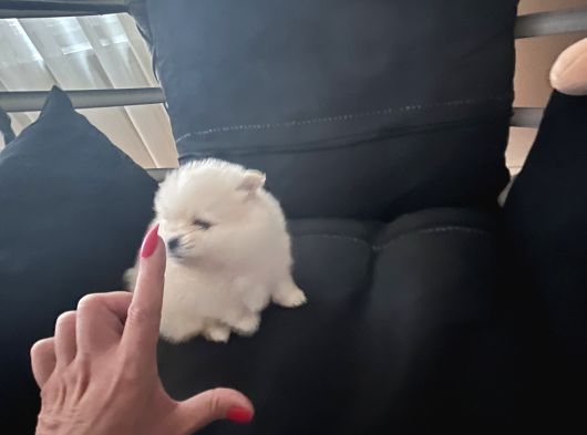 Pomerani̇an Boo Bi̇blolar görsel