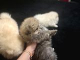 Pomerani̇an Boo Bi̇blolar
