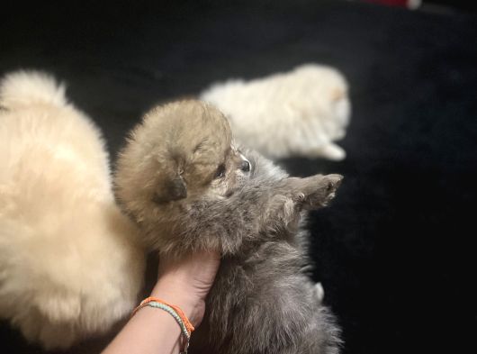 Pomerani̇an Boo Bi̇blolar görsel