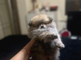 Pomerani̇an Boo Bi̇blolar