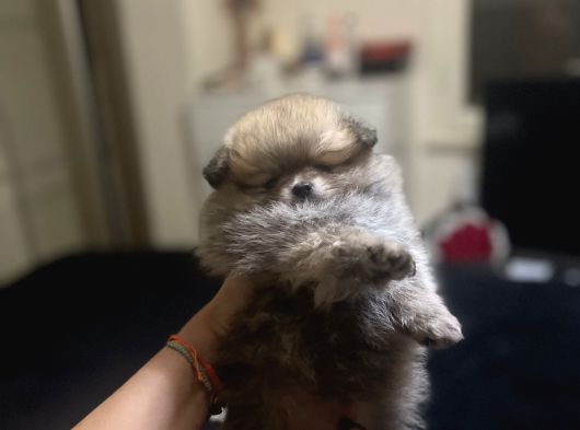 Pomerani̇an Boo Bi̇blolar görsel