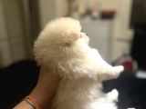 Pomerani̇an Boo Bi̇blolar