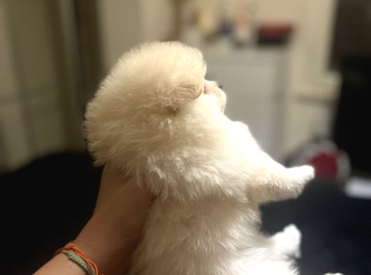 Pomerani̇an Boo Bi̇blolar görsel