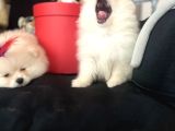 Pomerani̇an Boo Bi̇blolar