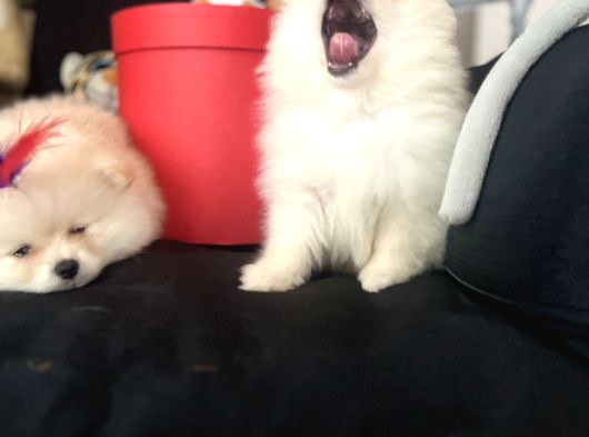 Pomerani̇an Boo Bi̇blolar görsel