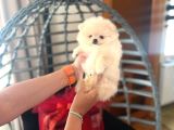 Pomerani̇an Boo Bi̇blolar