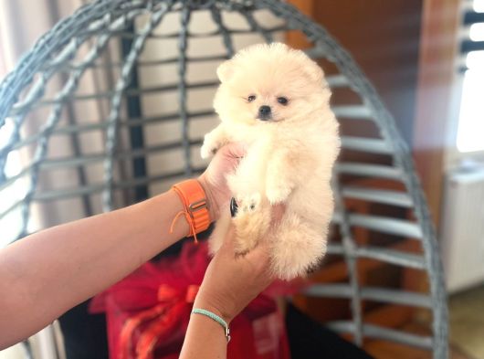 Pomerani̇an Boo Bi̇blolar görsel