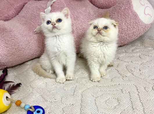 Ev Ortamından Sağlıklı Tospikler