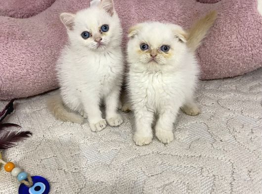 Ev Ortamından Sağlıklı Tospikler görsel