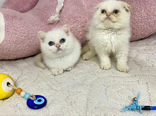 Ev Ortamından Sağlıklı Tospikler görsel