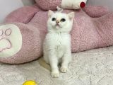 Ev Ortamından Sağlıklı Tospikler
