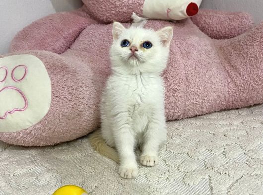 Ev Ortamından Sağlıklı Tospikler görsel