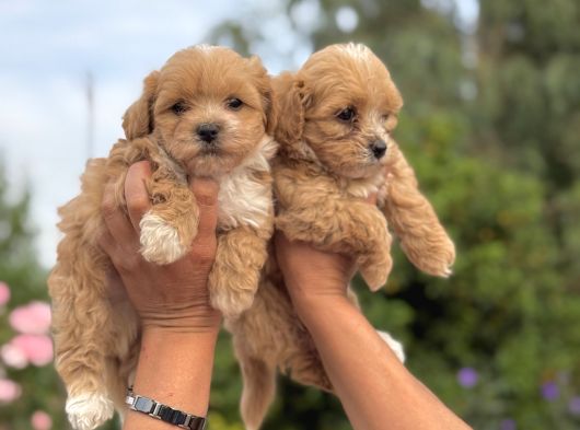 Teacup Maltipoo Bebekler