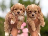teacup maltipoo bebekler