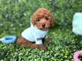 Kore Teacup Poodle Yavru