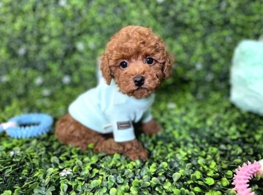 Kore Teacup Poodle Yavru görsel