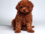 Kore Teacup Poodle Yavru
