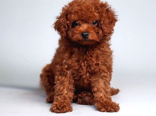 Kore Teacup Poodle Yavru görsel