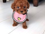 Kore Teacup Poodle Yavru