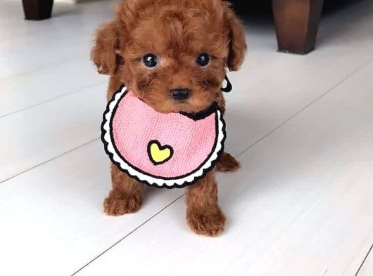 Kore Teacup Poodle Yavru görsel