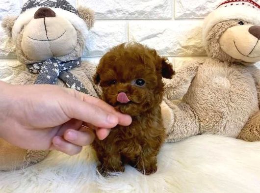 Kore Teacup Poodle Yavru