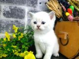 Aile Sıcaklığnda Büyüyen  Scottish Fold British Yvrlr