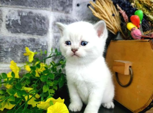 Aile Sıcaklığnda Büyüyen  Scottish Fold British Yvrlr görsel