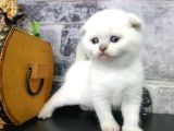 Aile Sıcaklığnda Büyüyen  Scottish Fold British Yvrlr