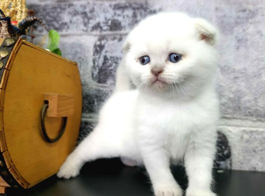 Aile Sıcaklığnda Büyüyen  Scottish Fold British Yvrlr görsel