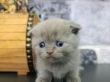 Aile Sıcaklığnda Büyüyen  Scottish Fold British Yvrlr