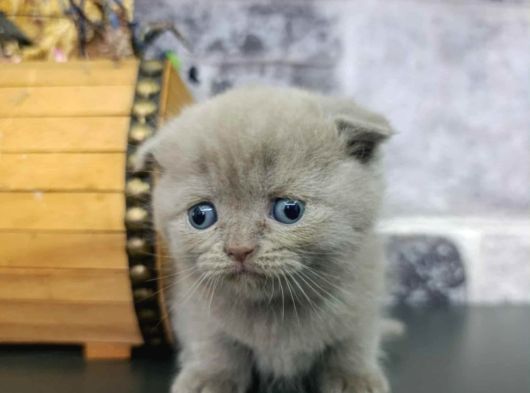 Aile Sıcaklığnda Büyüyen  Scottish Fold British Yvrlr görsel