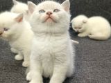 Aile Sıcaklığnda Büyüyen  Scottish Fold British Yvrlr
