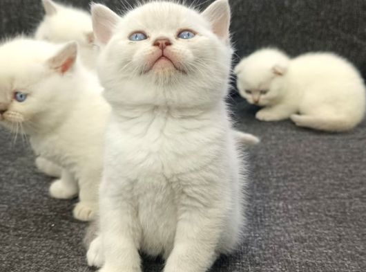 Aile Sıcaklığnda Büyüyen  Scottish Fold British Yvrlr görsel