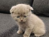 Aile Sıcaklığnda Büyüyen  Scottish Fold British Yvrlr