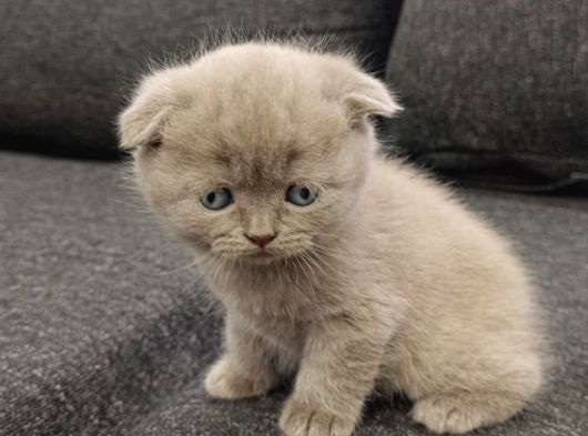 Aile Sıcaklığnda Büyüyen  Scottish Fold British Yvrlr görsel