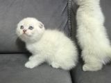 Aile Sıcaklığnda Büyüyen  Scottish Fold British Yvrlr