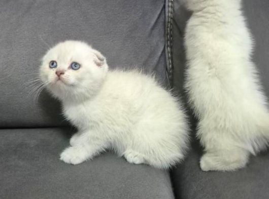 Aile Sıcaklığnda Büyüyen  Scottish Fold British Yvrlr görsel
