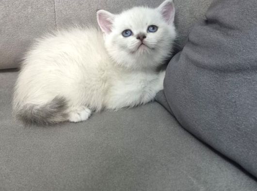 Aile Sıcaklığnda Büyüyen  Scottish Fold British Yvrlr