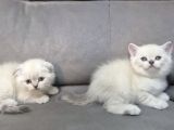Aile Sıcaklığnda Büyüyen  Scottish Fold British Yvrlr