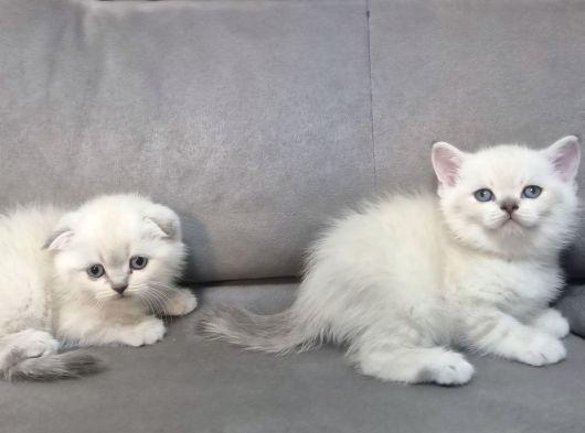 Aile Sıcaklığnda Büyüyen  Scottish Fold British Yvrlr görsel