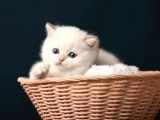 British shorthair golden point