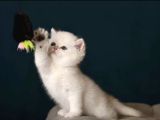 British Shorthair Golden Point