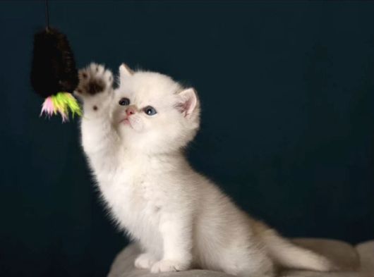 British Shorthair Golden Point görsel