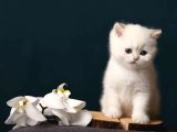 British Shorthair Golden Point