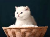 British Shorthair Golden Point