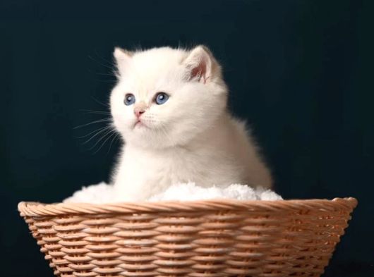 British Shorthair Golden Point görsel
