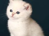 British Shorthair Golden Point